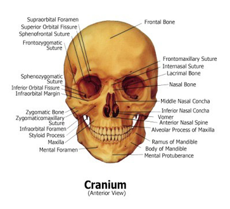 Human Skull Anatomical Chart Models Skulls, NEW