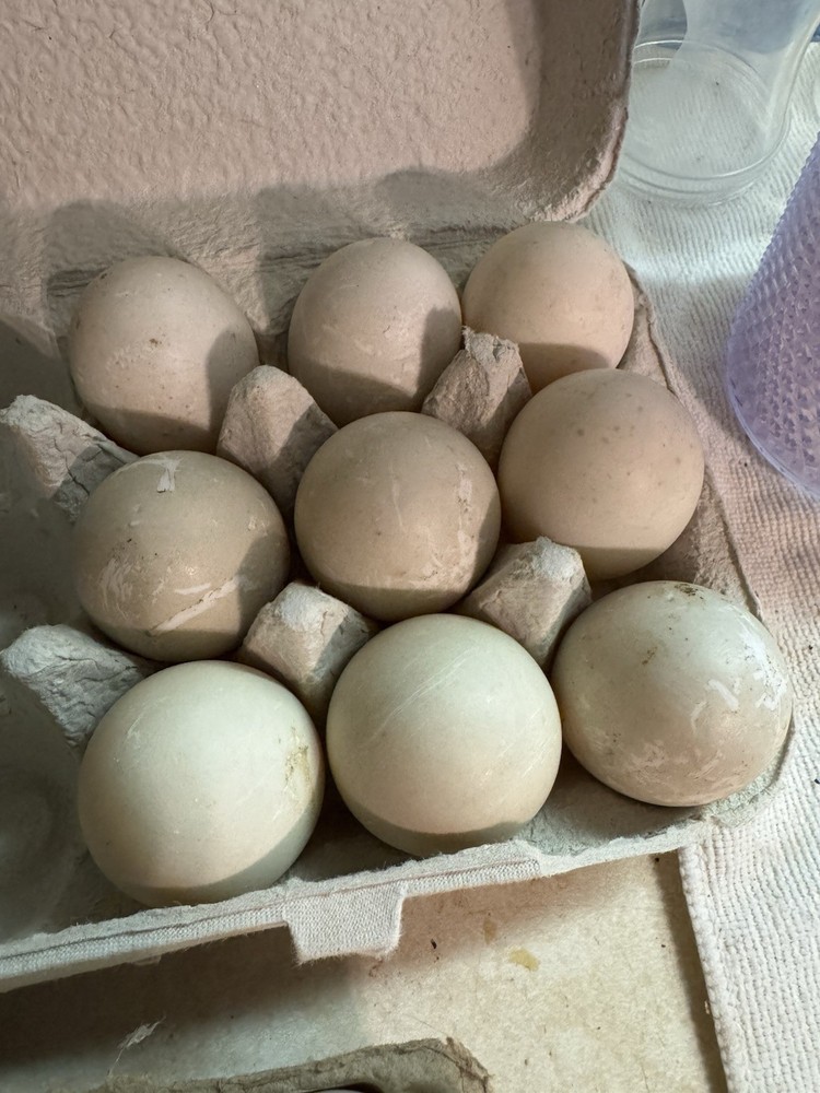 Fertile Cayuga Duck Hatching Eggs 12+ Pack