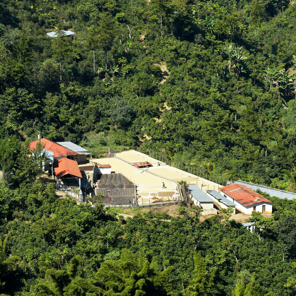 Ethiopian Yirgacheffe Coffee Beans Roasted Daily Medium 2 Bags 1 Pound Each