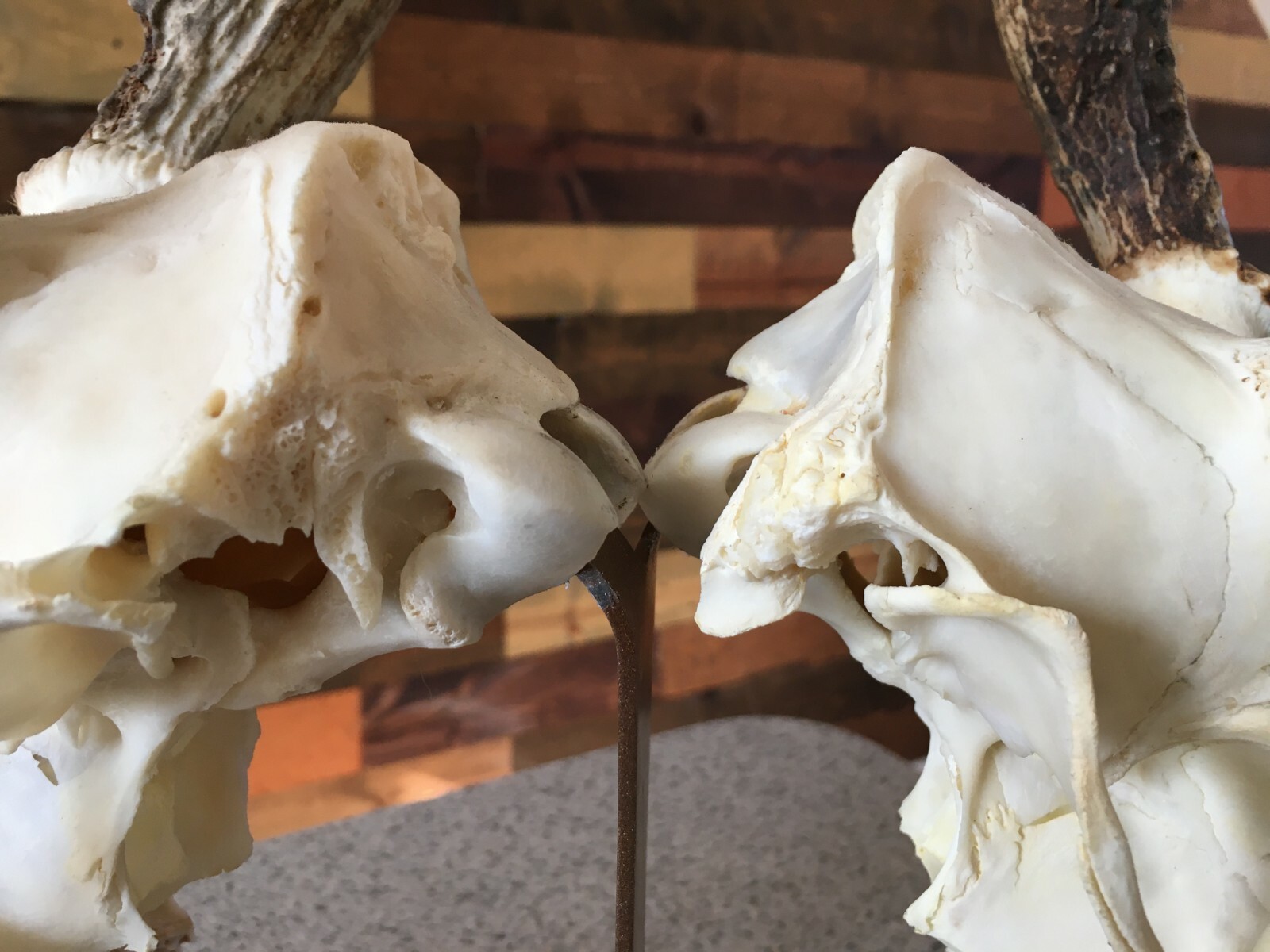 Amazeen Outdoors Double Table Top Mount European Skull Hanger Deer Hook Metal