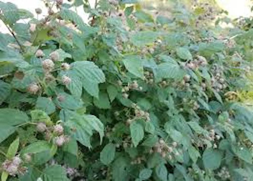 1 Glencoe Raspberry Plant Thornless Purple Raspberry Starter Plug