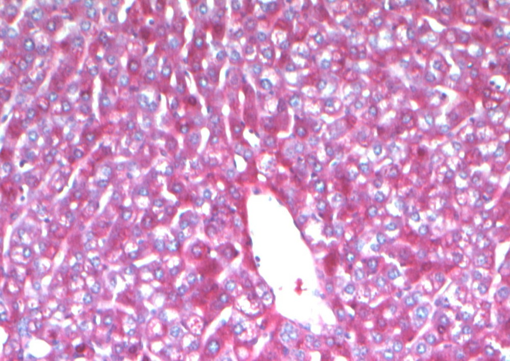 VitroView™ PAS Stain Kit (Cat#VB-3004)