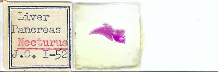 Necturus Liver and Pancreas Microscope Slide
