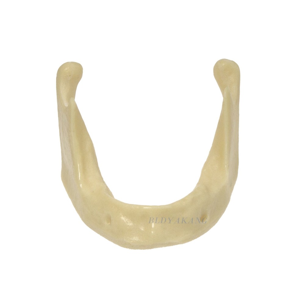 Dental Mandible Implant Jaw Bone Model For Practice Basic Drilling Insertion