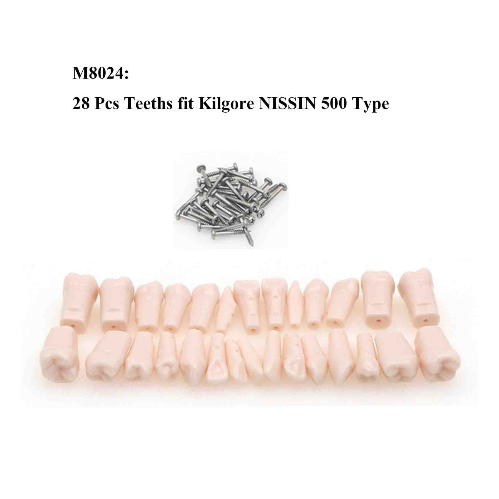 Dental Typodont Replacement Teeth Screw-in Model fit Kilgore NISSIN 200/500 Type