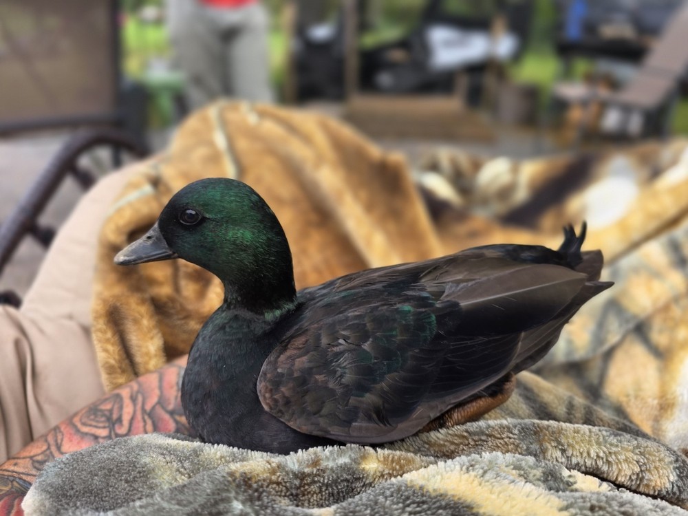 6 + Show Quality Call Duck Hatching Eggs