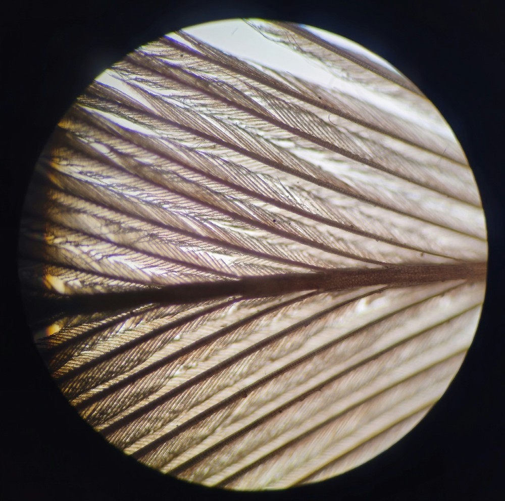 Olympus BX40 Upright Laboratory Microscope with Digital Camera