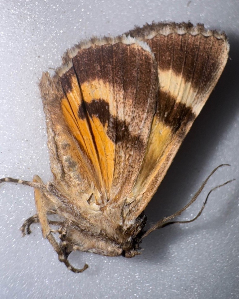 JS6 - YELLOW CATACOLA UNDERWING MOTH - 17