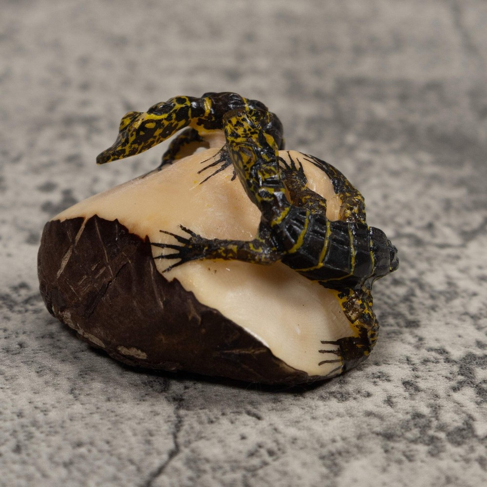 Double Alligator Crocodile Tagua Carving
