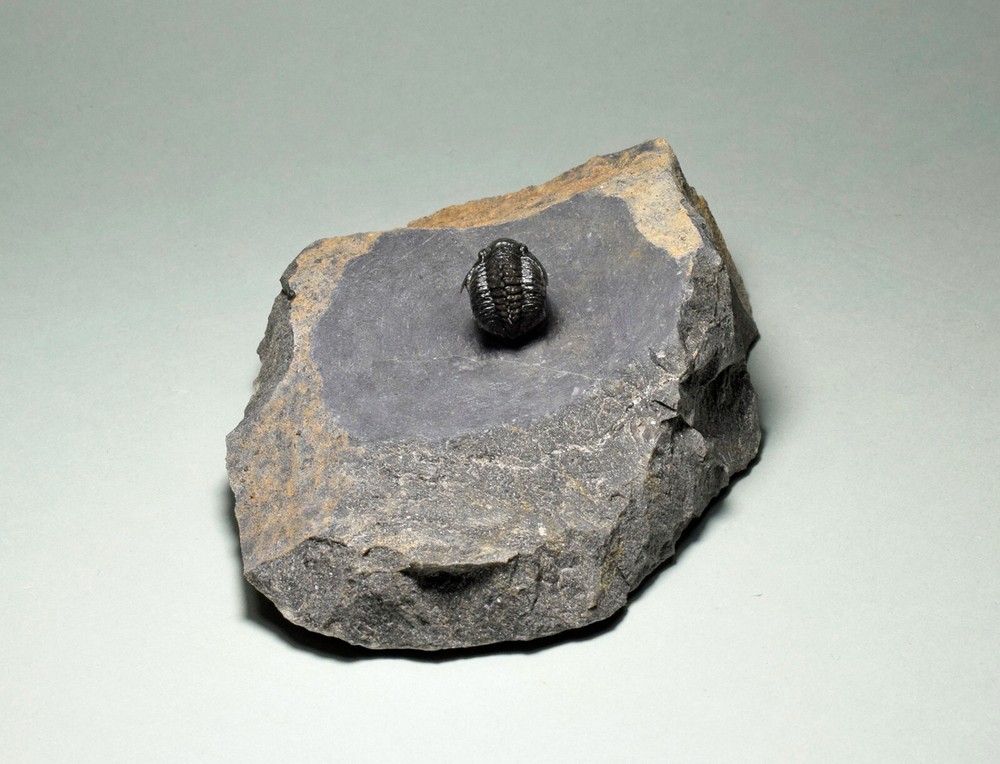 Rare trilobite Phaetonellus