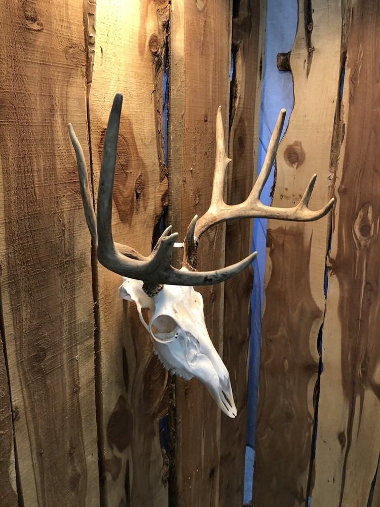european skull mount hanger
