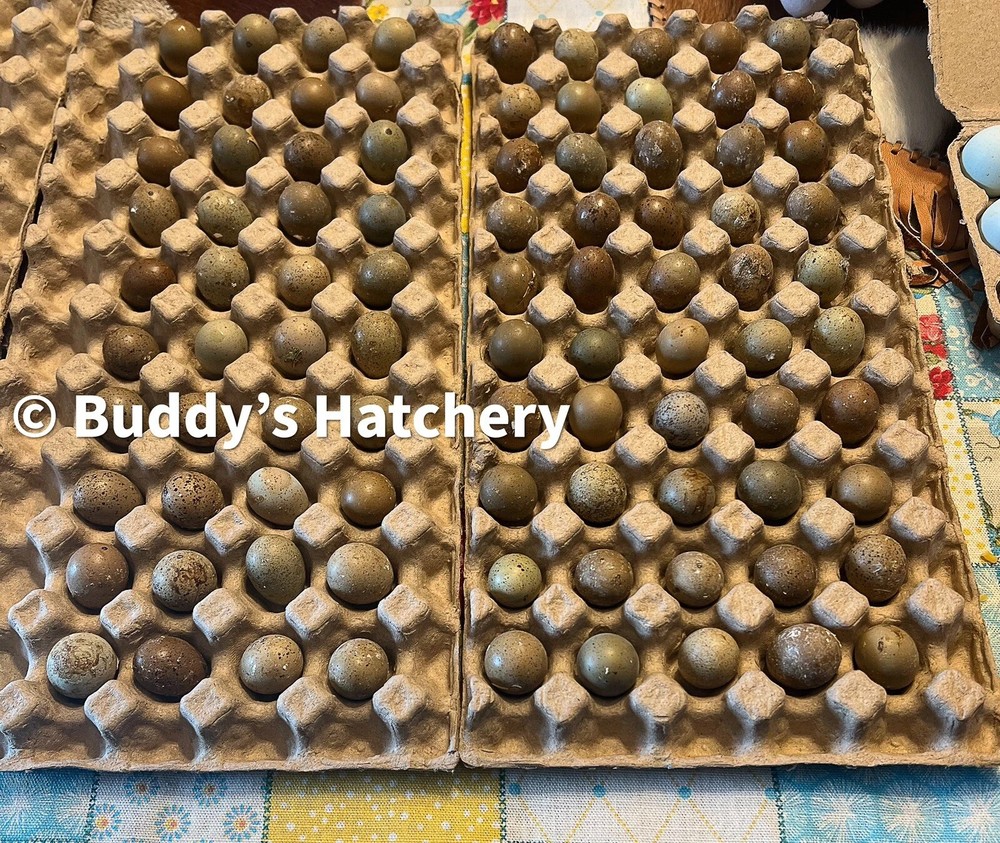 1 dozen Button/1 Dozen Mix Coturnix Hatching Eggs