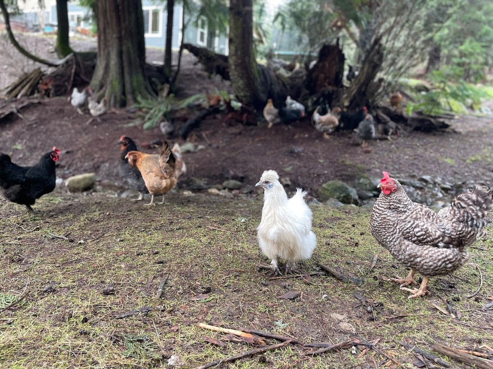 12+ Fertile Chicken Hatching Eggs Rainbow Mix Black Copper Maran Easter Egger