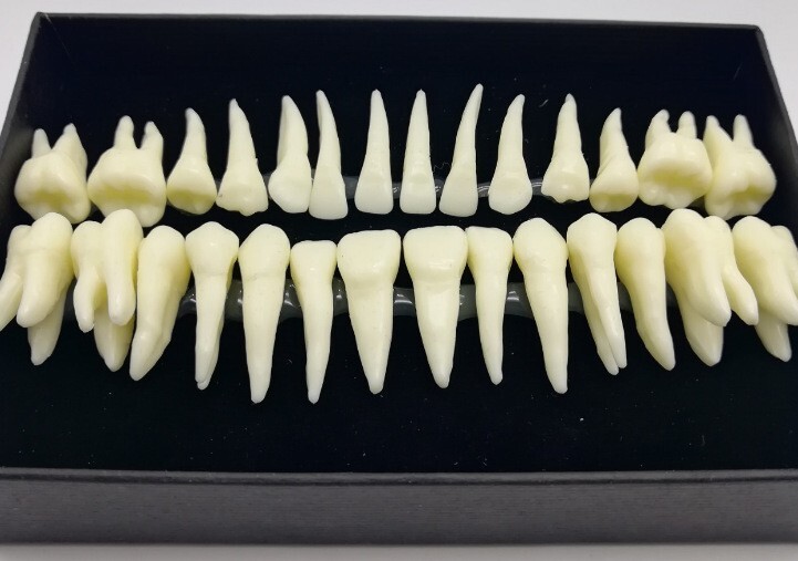 28* Resin Dental Permanent Teeth Model Discrete tooth model with root Simulation