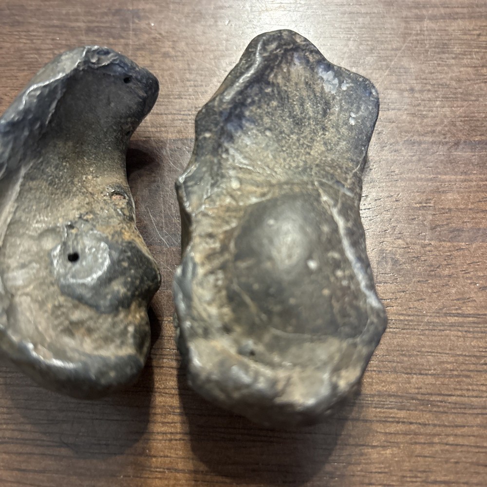 (2) 3 Inch Fossilized Whale Ear Bones