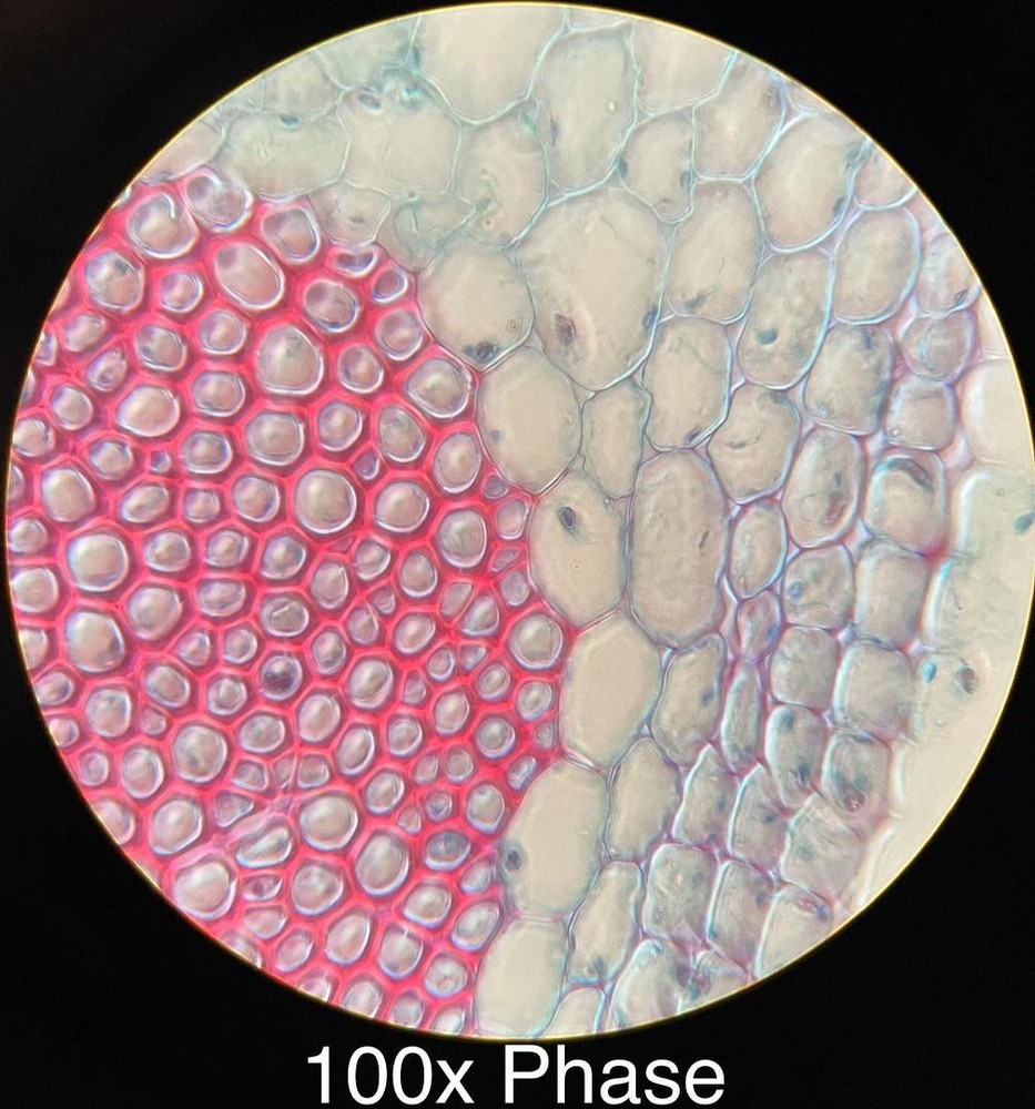 Motic BA400 Trinocular Phase Contrast Microscope W/ Plan 10/20/40/100 Objectives