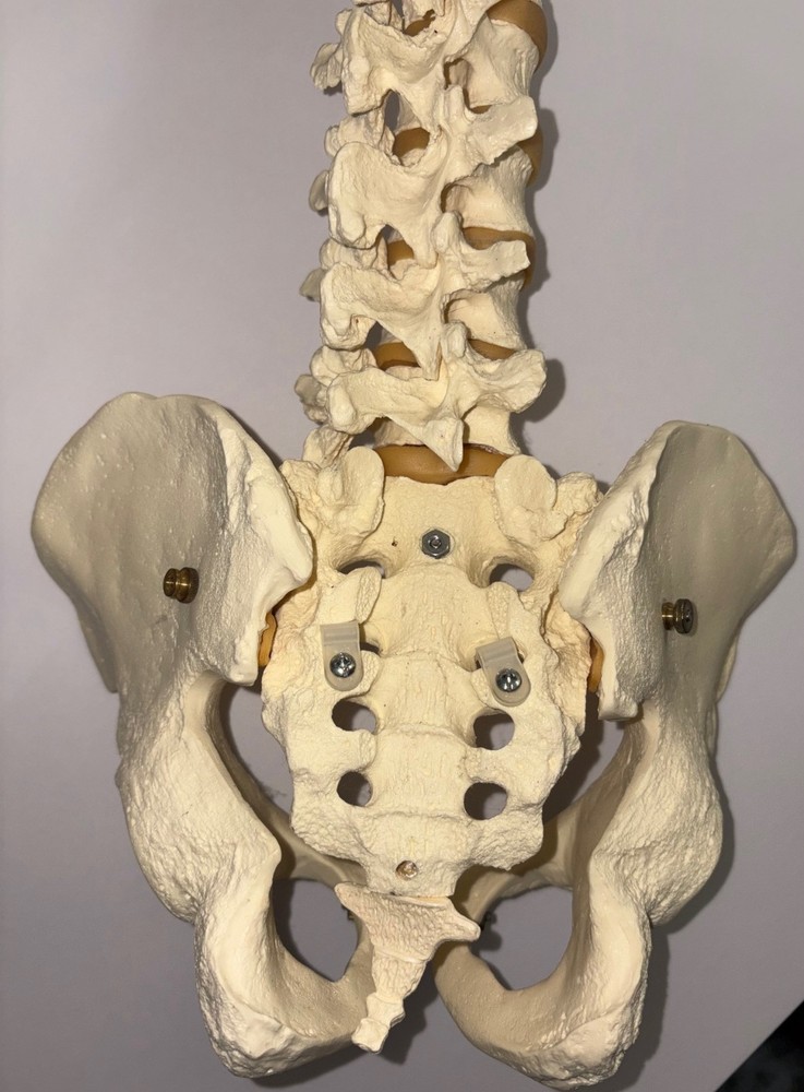 Spinal cord model with pelvic bone - Approx. 32"