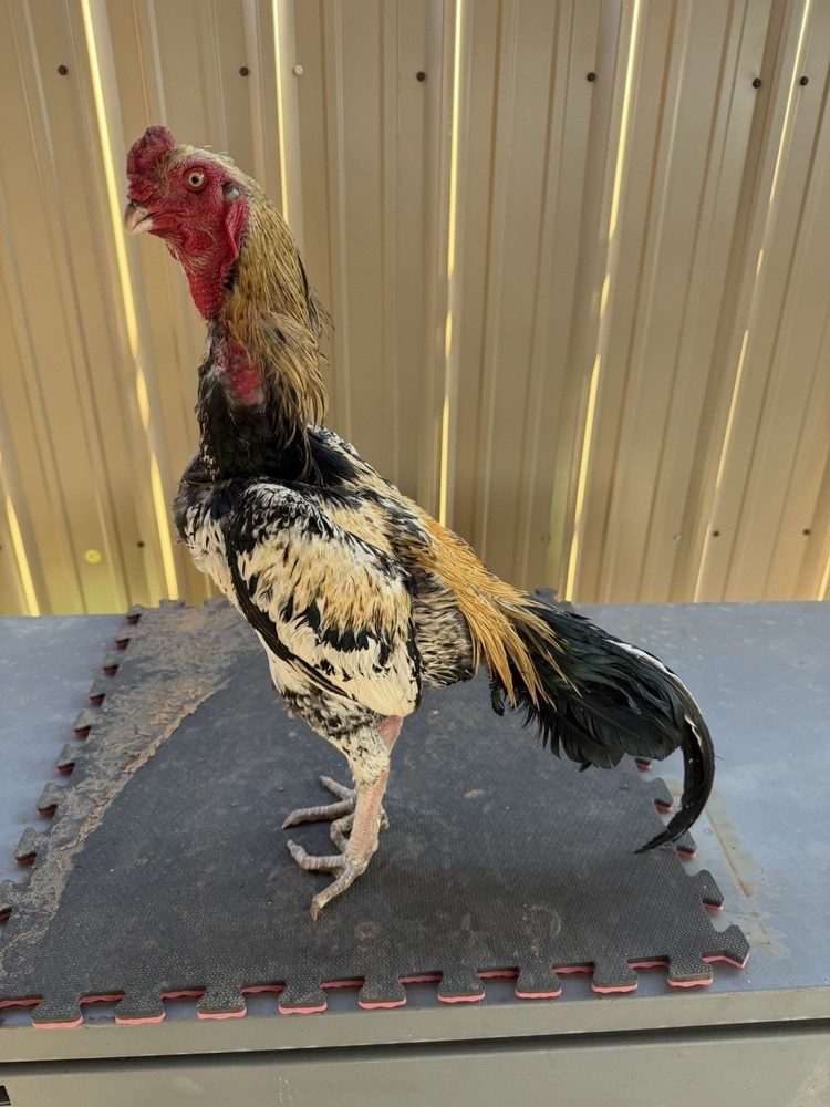 Chicken farm