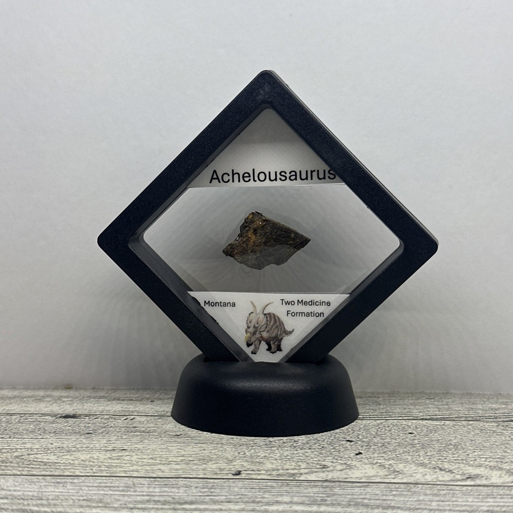Achelousaurus Extinct Ceratops Dinosaur Bone Fossil in Display Case