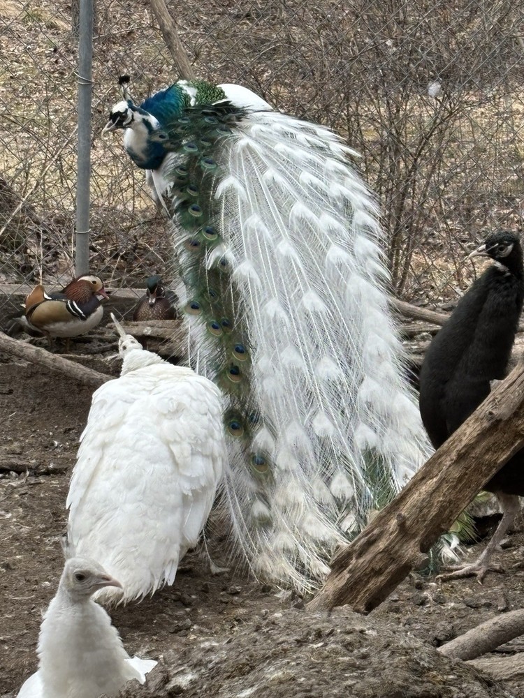 4 Peacock Peafowl Hatching Eggs, PRESALE