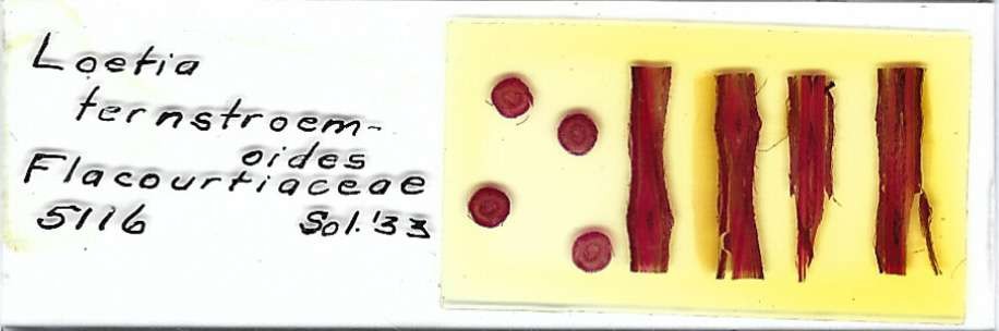 Laetia ternstroemioides Microscope Slide