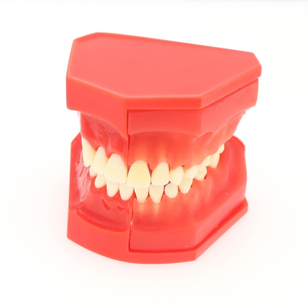 M7013 Teeth Permanent Tooth Dental Alternate Demonstration Study Teach Model