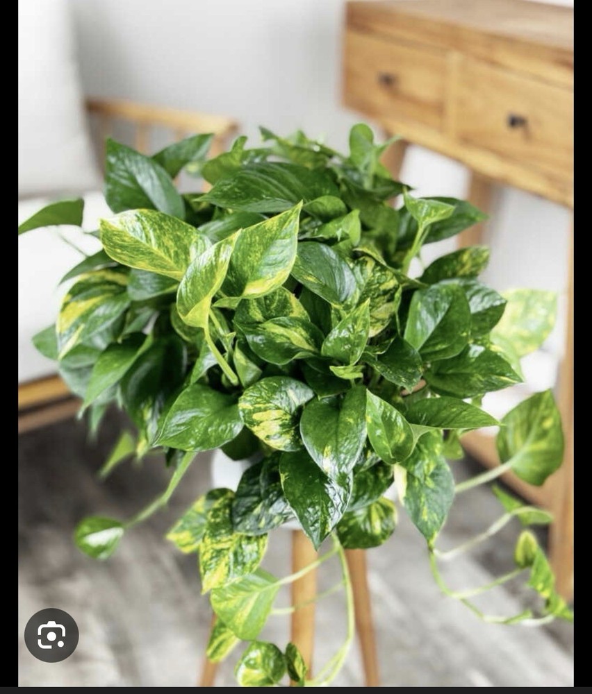 golden photos  live plants
