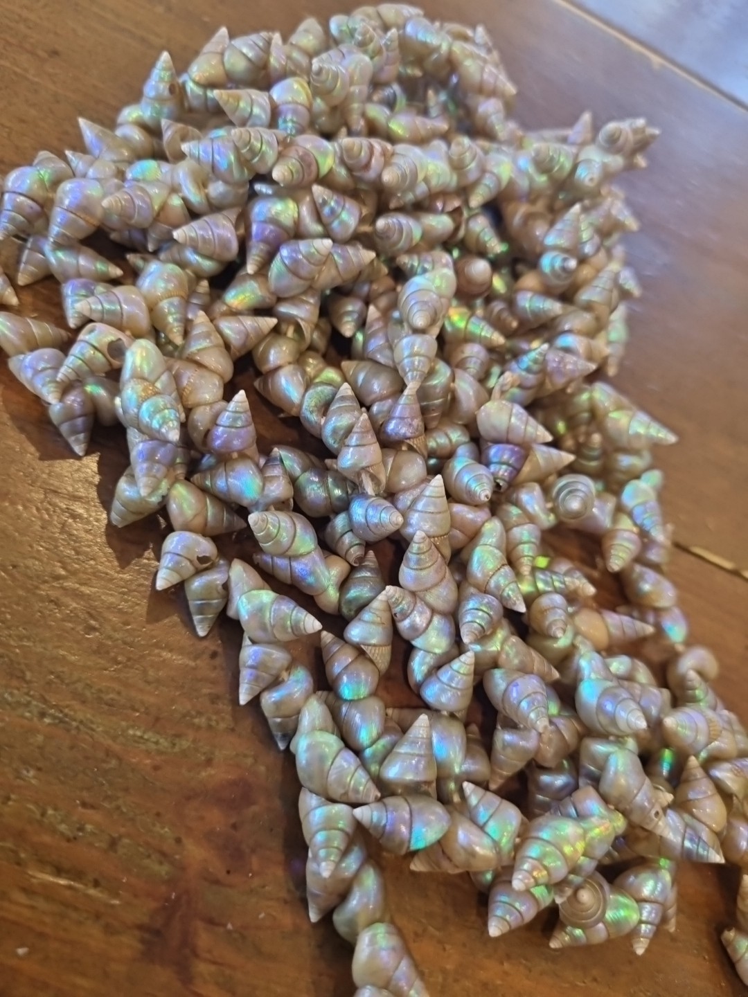 SUPERB VINTAGE TASMANIAN ABORIGINAL MAIREENER SHELL NECKLACE LONG 123cms 1930s