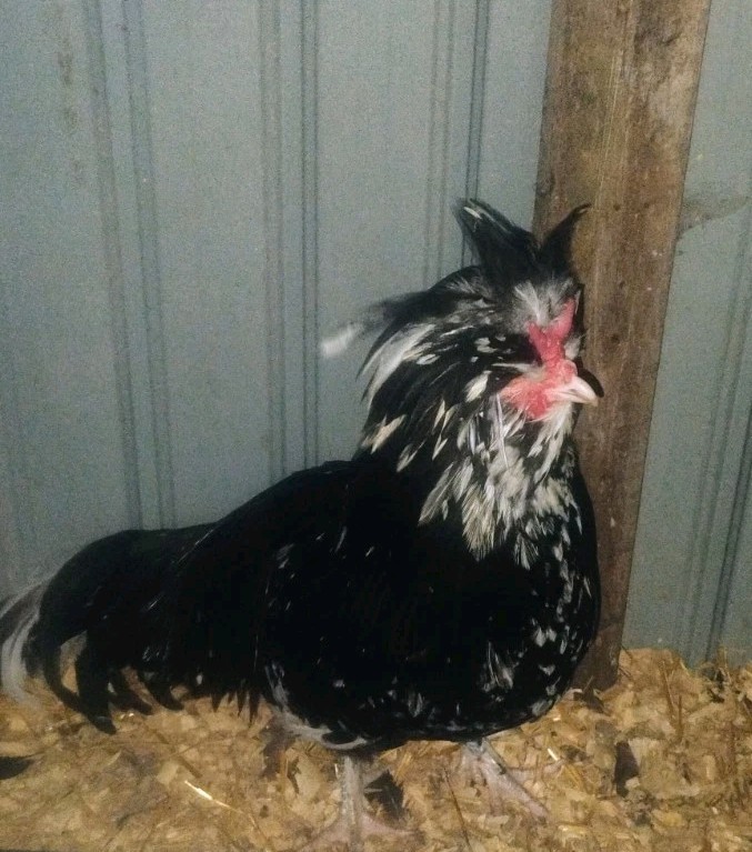 Mottled Houdan Hatching Eggs