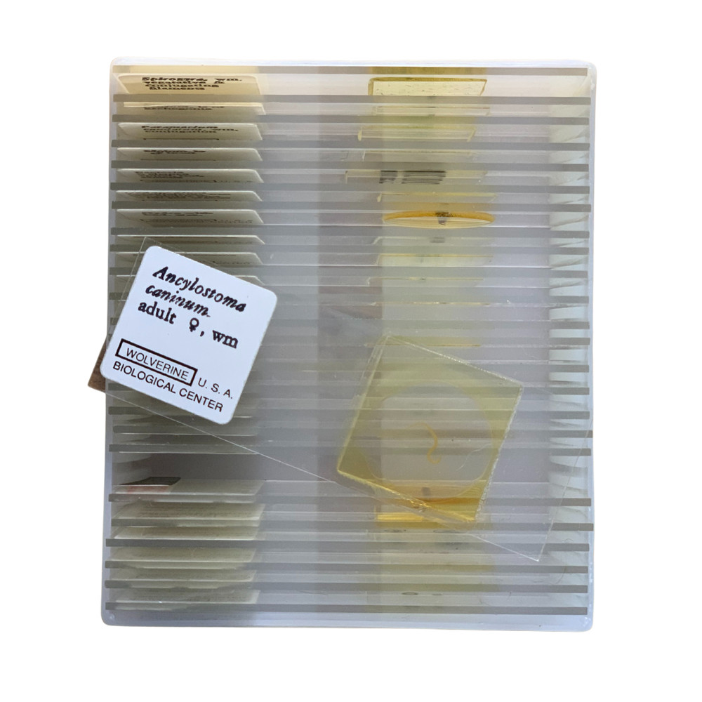 Basic Biology Slide Set, 25 Prepared Slides in Plastic Case