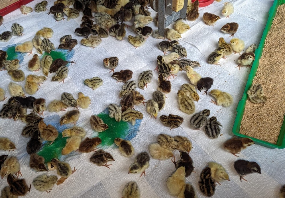 55 +extras Coturnix Quail Hatching Eggs NPIP Flock