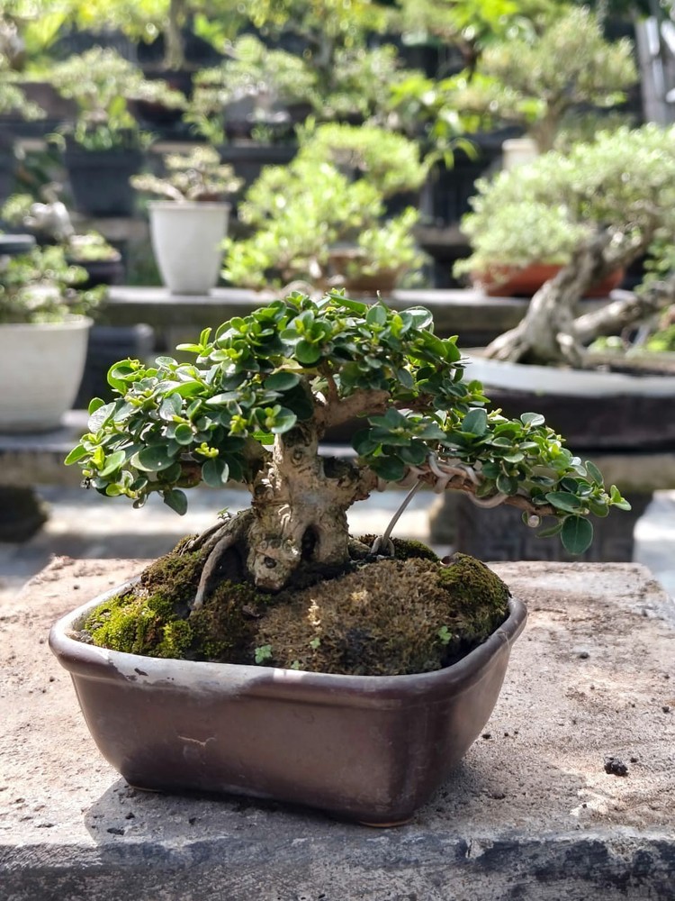 Premna Microphylla Mini Tree || Actual Bonsai Tree | Real Picture