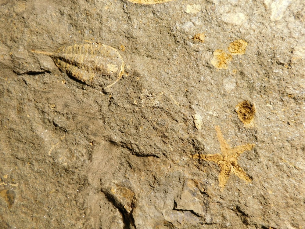 TWO BIG! Eudolatites Sp. Trilobite Fossils in HUGE SPLIT Matrix with STARFISH