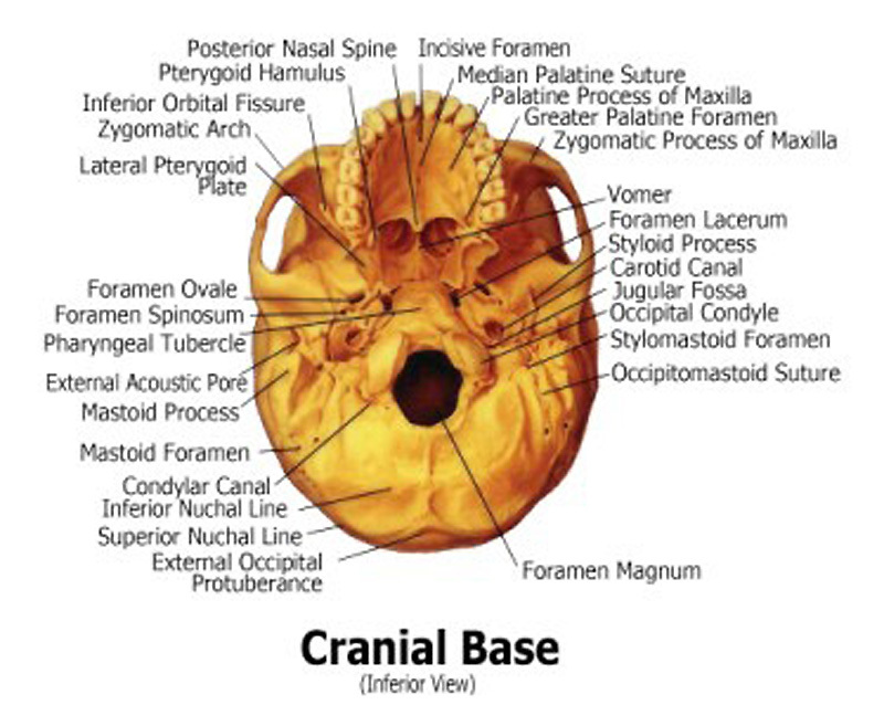 Human Skull Anatomical Chart Models Skulls, NEW