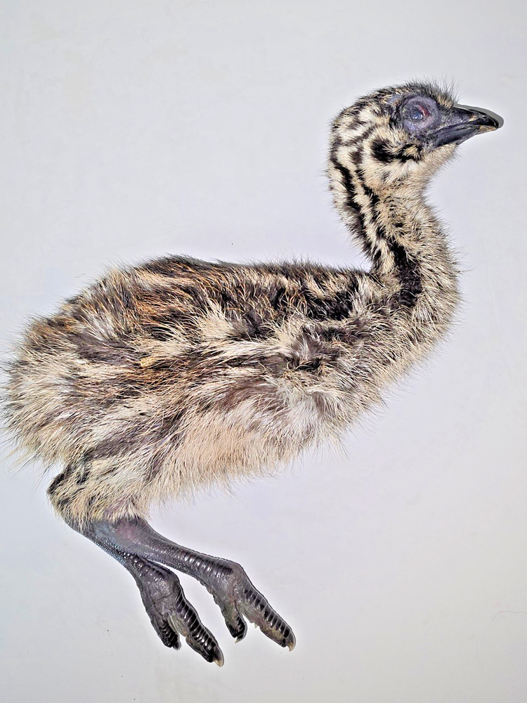 EMU Chick, entire body, fresh