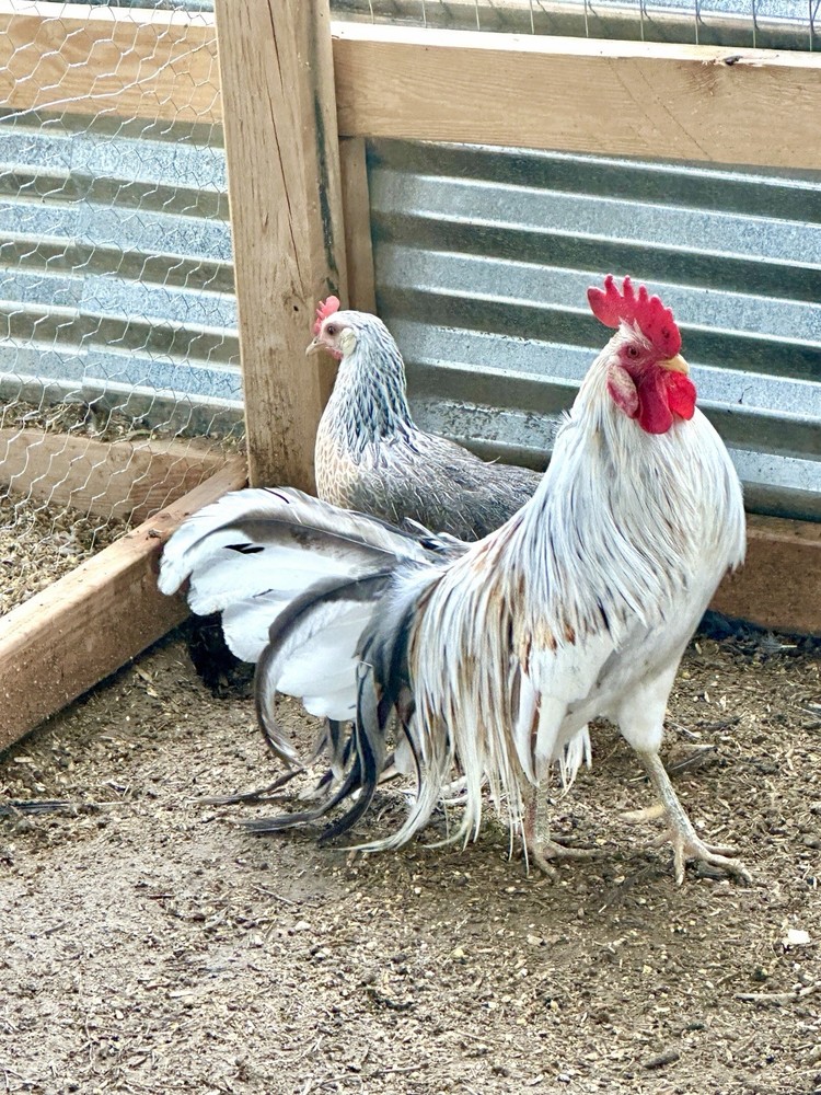 Long Tailed Phoenix Chicken Hatching Eggs 6++ PLEASE READ DESCRIPTION