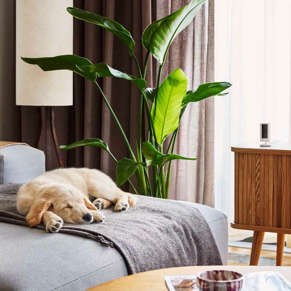 Ring - 2-Pack Indoor Plug-In 1080p Security Camera (2nd-Generation) with Priv...