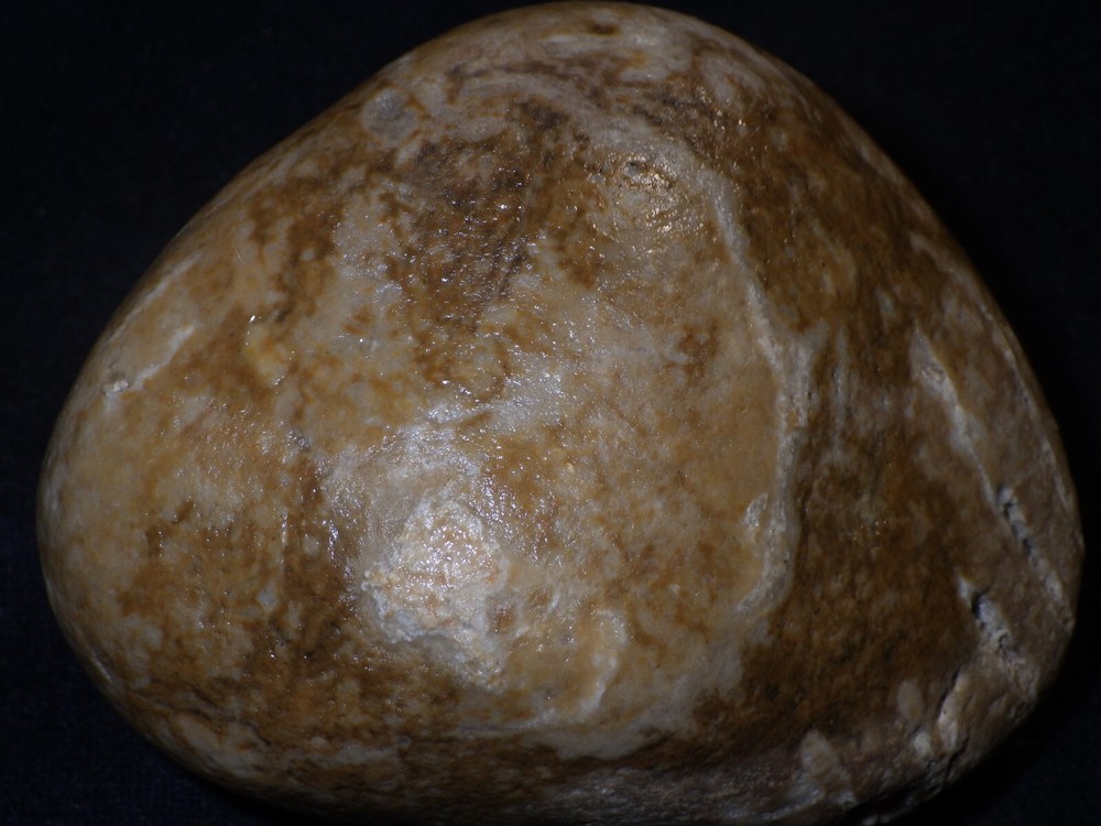 Chain Coral Halysites