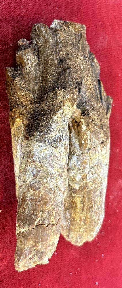 4” Basilosaurus Tooth 40-34 Mil Yrs Old Late Eocene