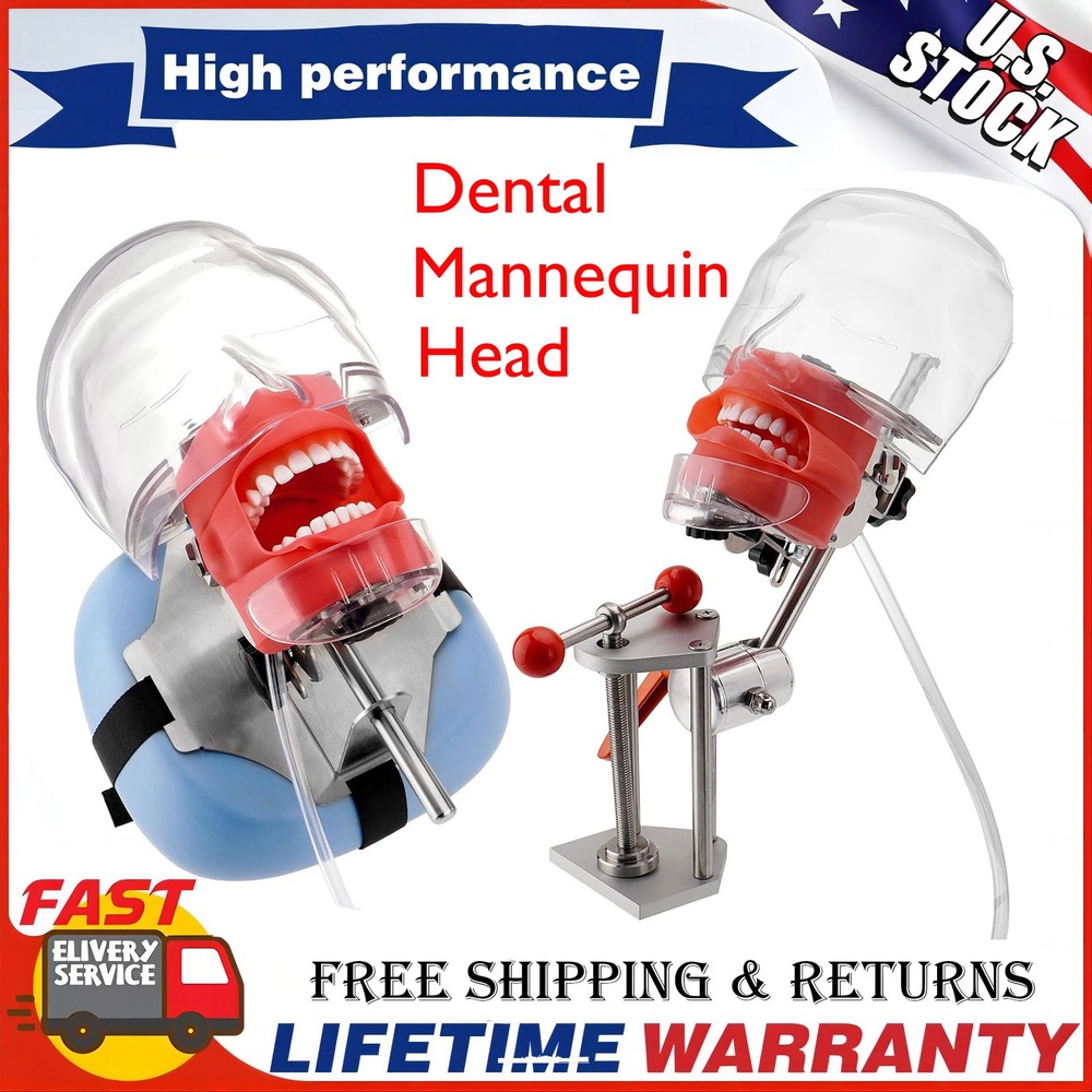 US Dental Simulator Mannequin Head Teeth Model Teaching Practicing Head Mold