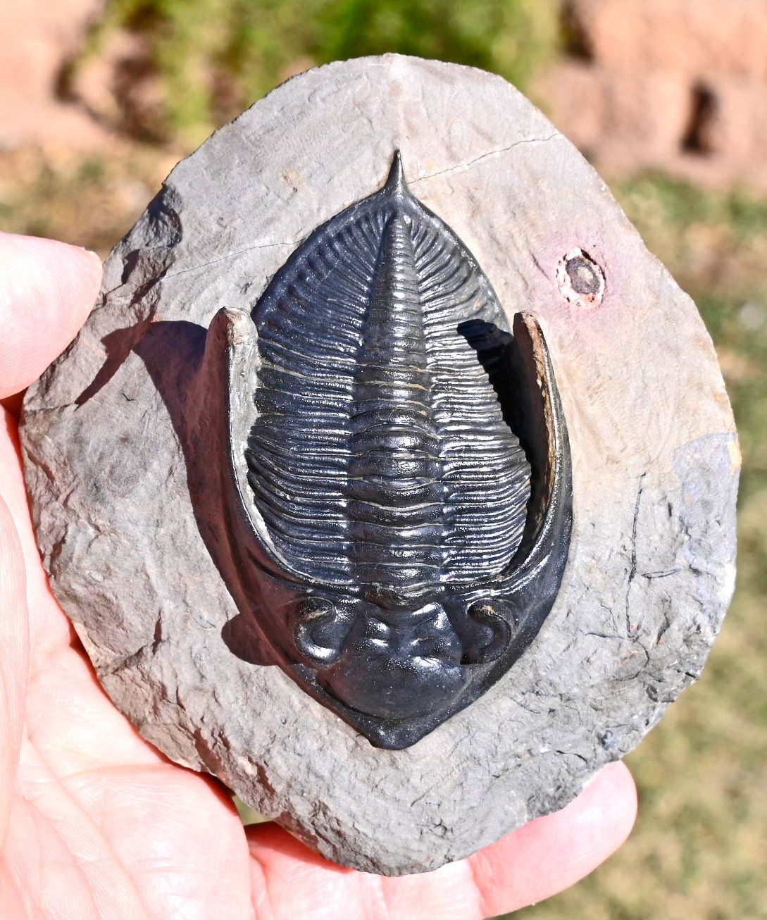 Trilobite Fossil, Zlichovaspis (Odontochile), from Morocco #1