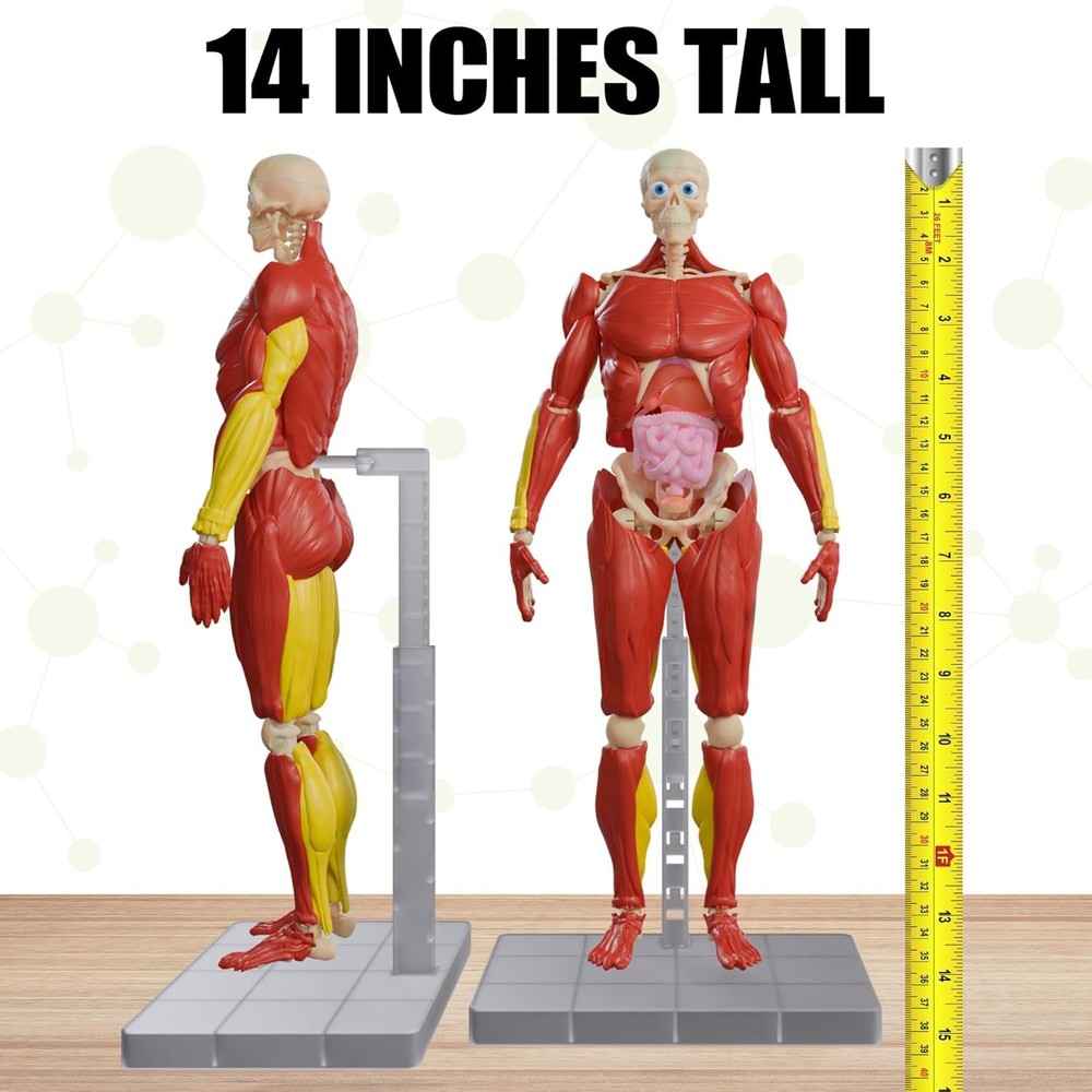 Realistic 14" Human Body Model - Educational STEM Toy