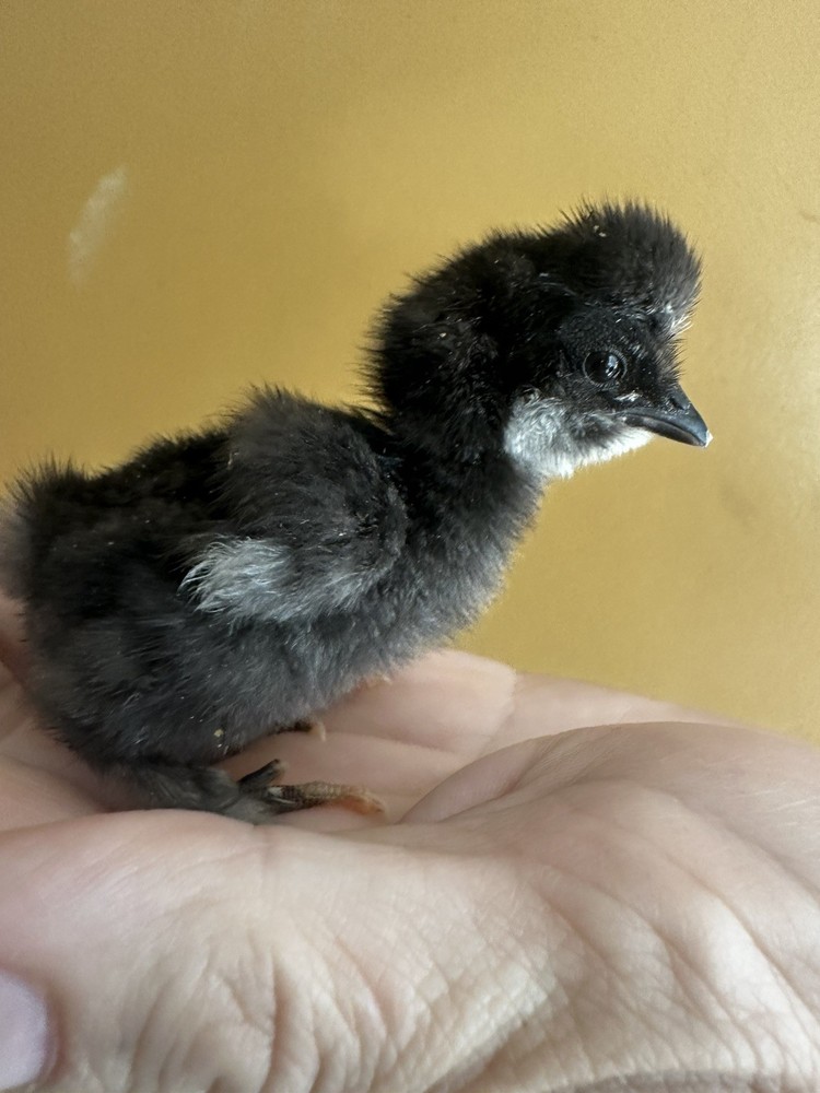 6 ++ Bantam hatching eggs 🐣