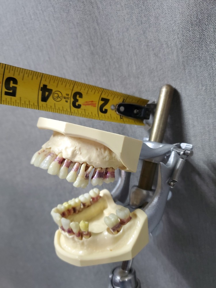 Mounted Dental Typodont Model And Mounting Pole