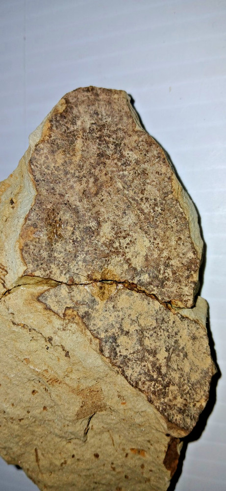 Starfish Fossil