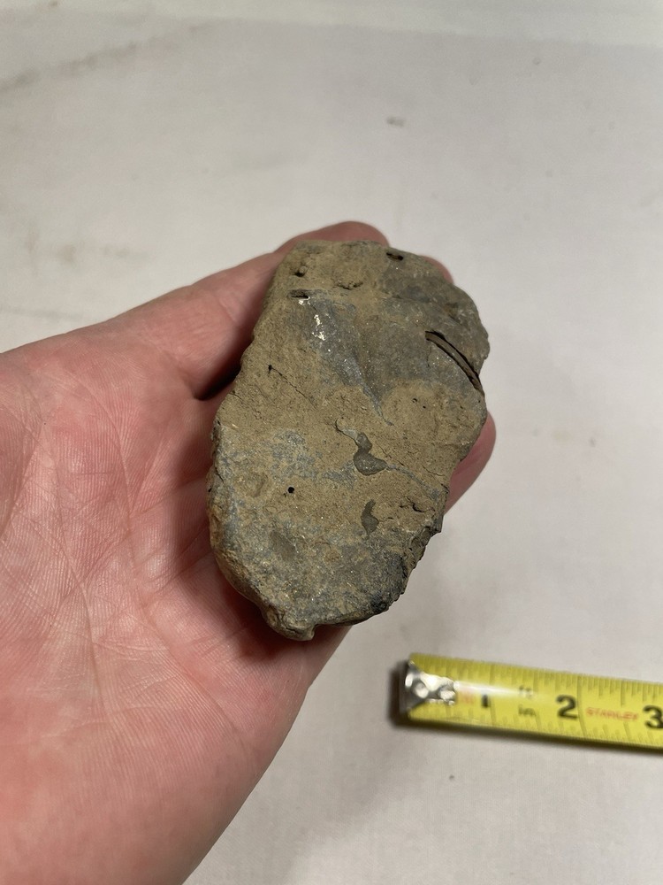 Beautiful Trilobite Fossil Specimen.