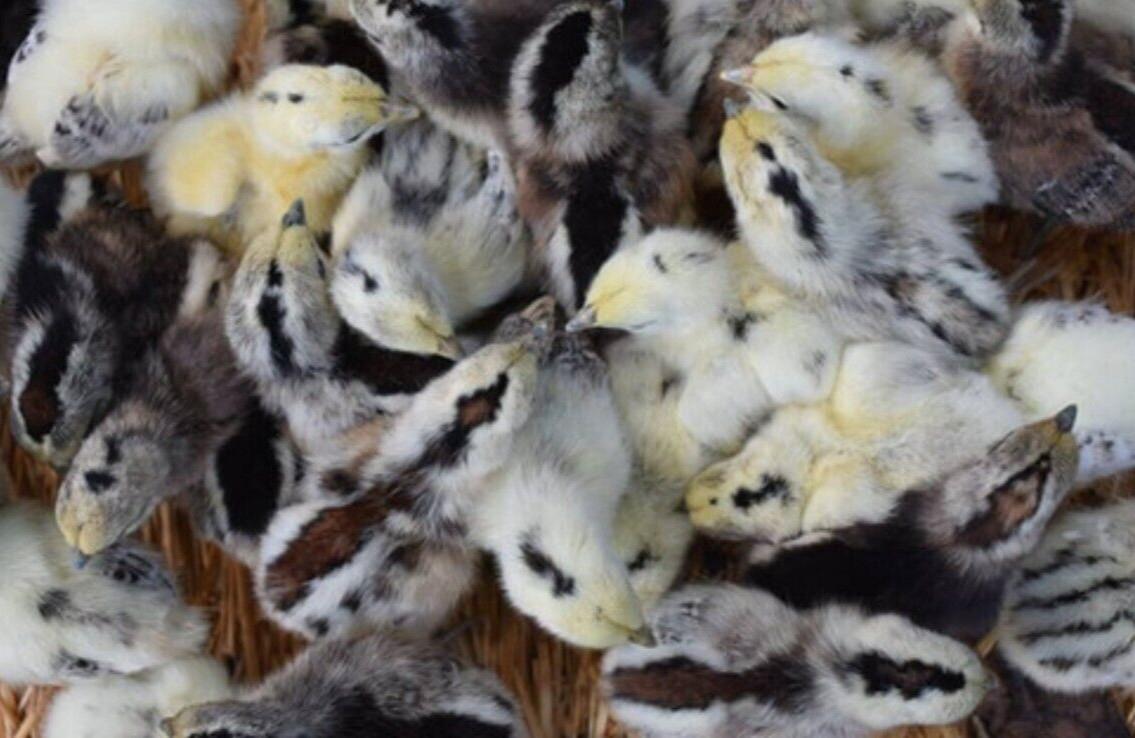 6 NPIP/AI Clean RARE! MOSAIC Chicken Hatching Eggs SHOW QUALITY GRADE A+++