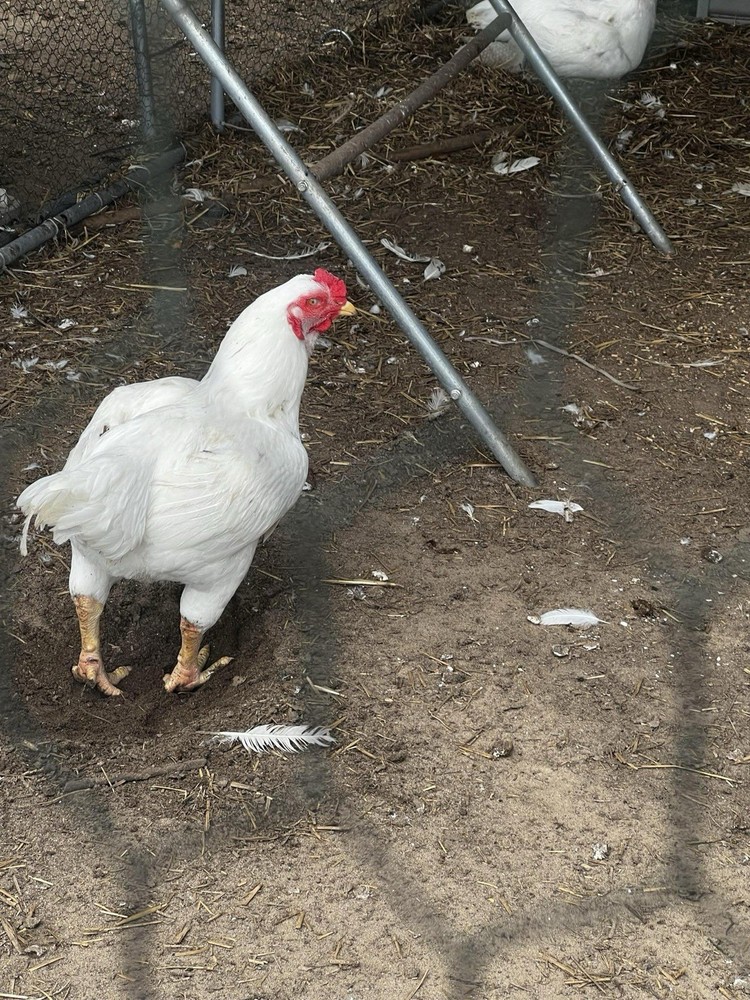 12 Standard White Cornish Hatching Eggs