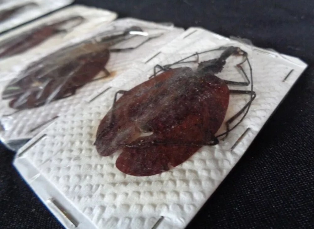 CARABIDAE: MORMOLYCE PHYLLODES 1 PCS (VIOLIN BEETLE)