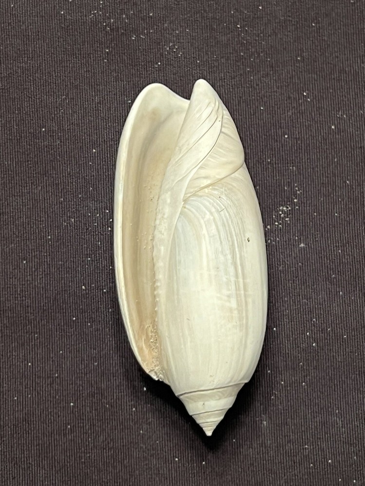 RARE Fossilized OLIVE Shell From Central Florida & BONUS Shell.